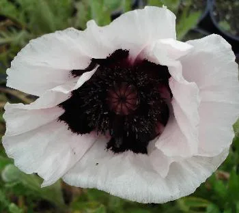 Papaver or. 'royal wedding'