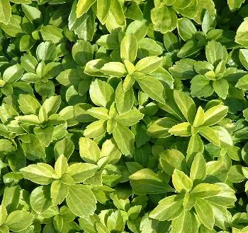 Pachysandra term. 'Green Carpet'