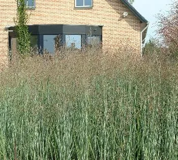 Panicum virg. 'Rehbraun'