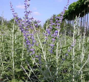 Perovskia at. 'Blue Spire'