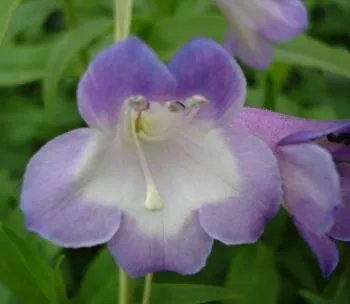 Penstemon 'Alice Hindley'
