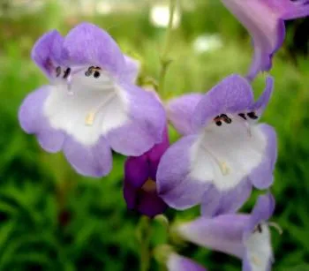 Penstemon 'Alice Hindley'