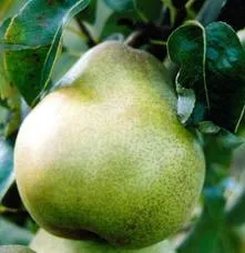 PEER Doyenn? du Comice