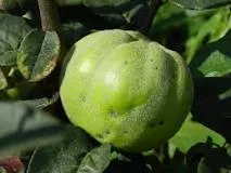 KWEEPEER cydonia 'aromatnaya'