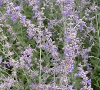 Perovskia atripl. 'Little Spire'