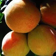 PERZIK Reine De Verges