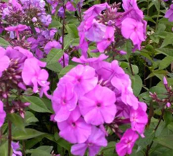 Phlox (P) 'Amethyst'