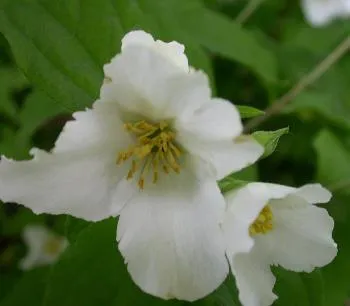 Philadelphus 'Belle Etoile'