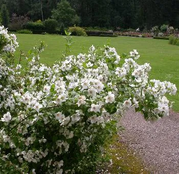 Philadelphus 'Belle Etoile'