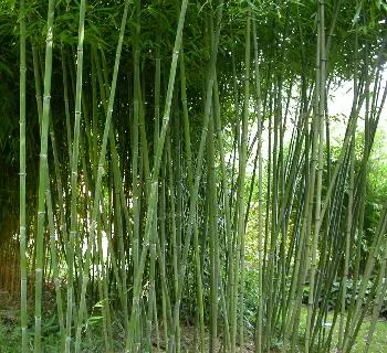 Phyllostachys bissetii