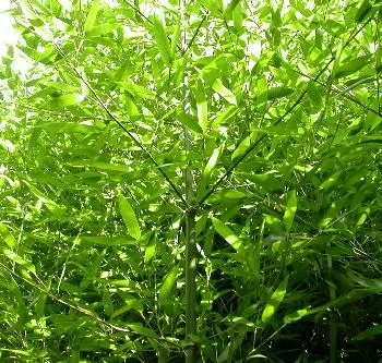 Phyllostachys bissetii