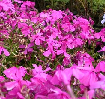 Phlox (S) 'Daniel's Cushion'