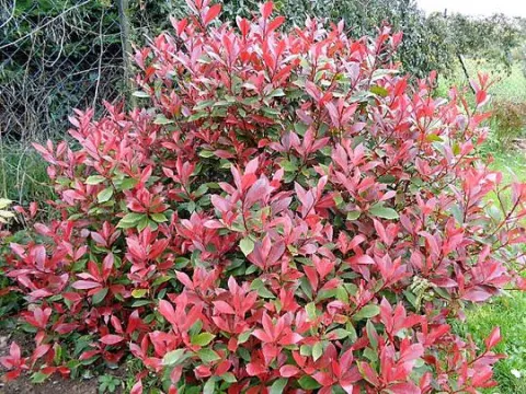 Photinia fraseri 'carree rouge'