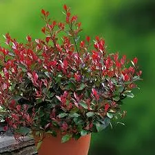 Photinia fraseri 'Little Fenna'