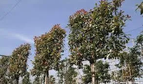 Photinia fraseri 'Red Robin compact'