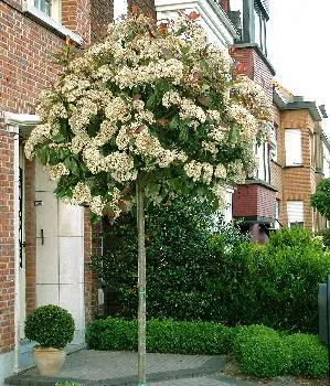 Photinia fraseri 'Red Robin'