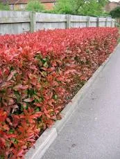 Photinia fraseri 'Red Robin'