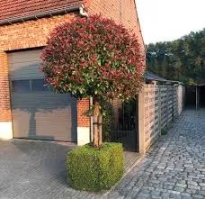 Photinia fraseri 'Red Robin'