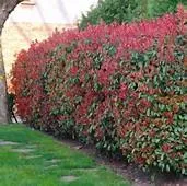 Photinia fraseri 'Red Robin'