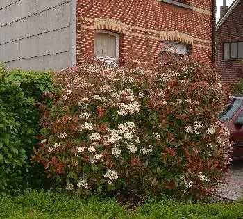Photinia fraseri 'Red Robin'