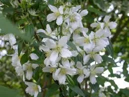 Philadelphus 'Lemoinei'