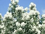 Philadelphus 'Virginal'