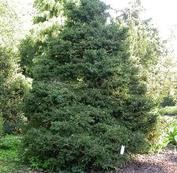Picea abies