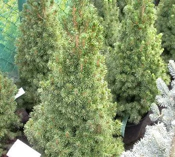 Picea glauca 'Conica'