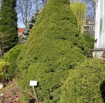 Picea glauca 'Conica'