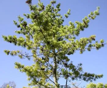 Pinus par. 'Glauca'
