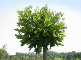 Platanus ac. 'Alphons Globe'