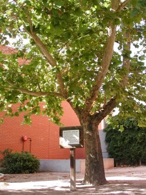 Platanus acerifolia