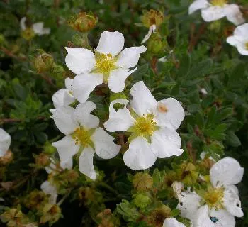Potentilla frut. 'Abbotswood'