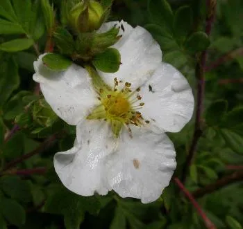 Potentilla frut. 'Abbotswood'