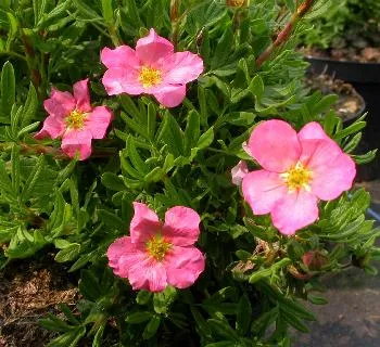 Potentilla BLINK (roos)