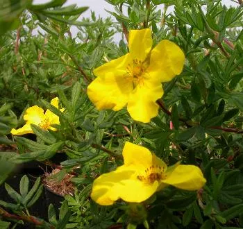 Potentilla frut. 'Goldfinger'