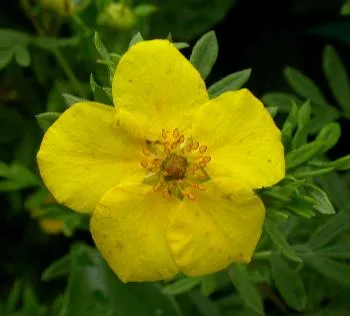Potentilla frut. 'Goldfinger'