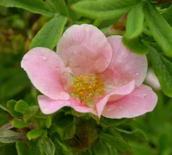 Potentilla frut. 'PiNK BEAUTY' Roos