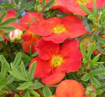 Potentilla frut. 'Red Lace' ORANJE