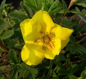 Potentilla frut. 'Sommerflor'