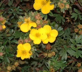 Potentilla frut. 'Sommerflor'
