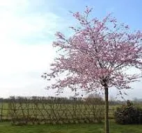 Prunus 'Accolade' (ROOS)