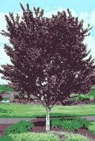 Prunus cerasifera 'Nigra'