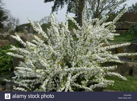 Prunus  'Alba Plena'