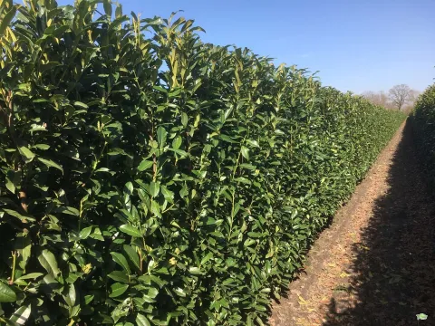 Prunus laur. 'glenola'