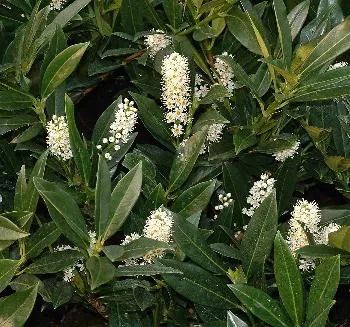 Prunus laur. 'Otto Luyken'