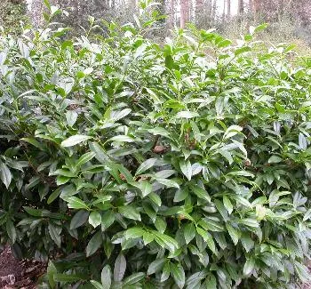 Prunus lus. 'Angustifolia'