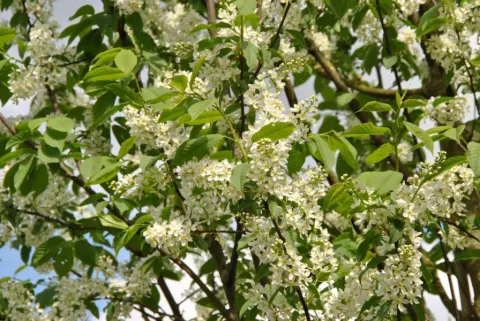 Prunus padus