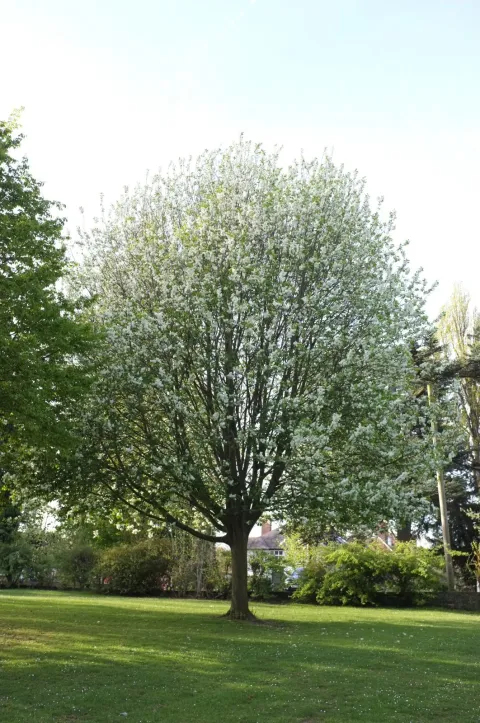 Prunus padus