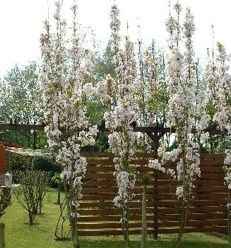 Prunus serr. 'Amanogawa'